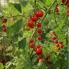 Tomate Cherry x 500gr