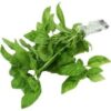 Albahaca Organica
