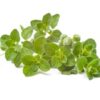 Tintura Madre de Oregano "Naturaleza Viva" x60cc