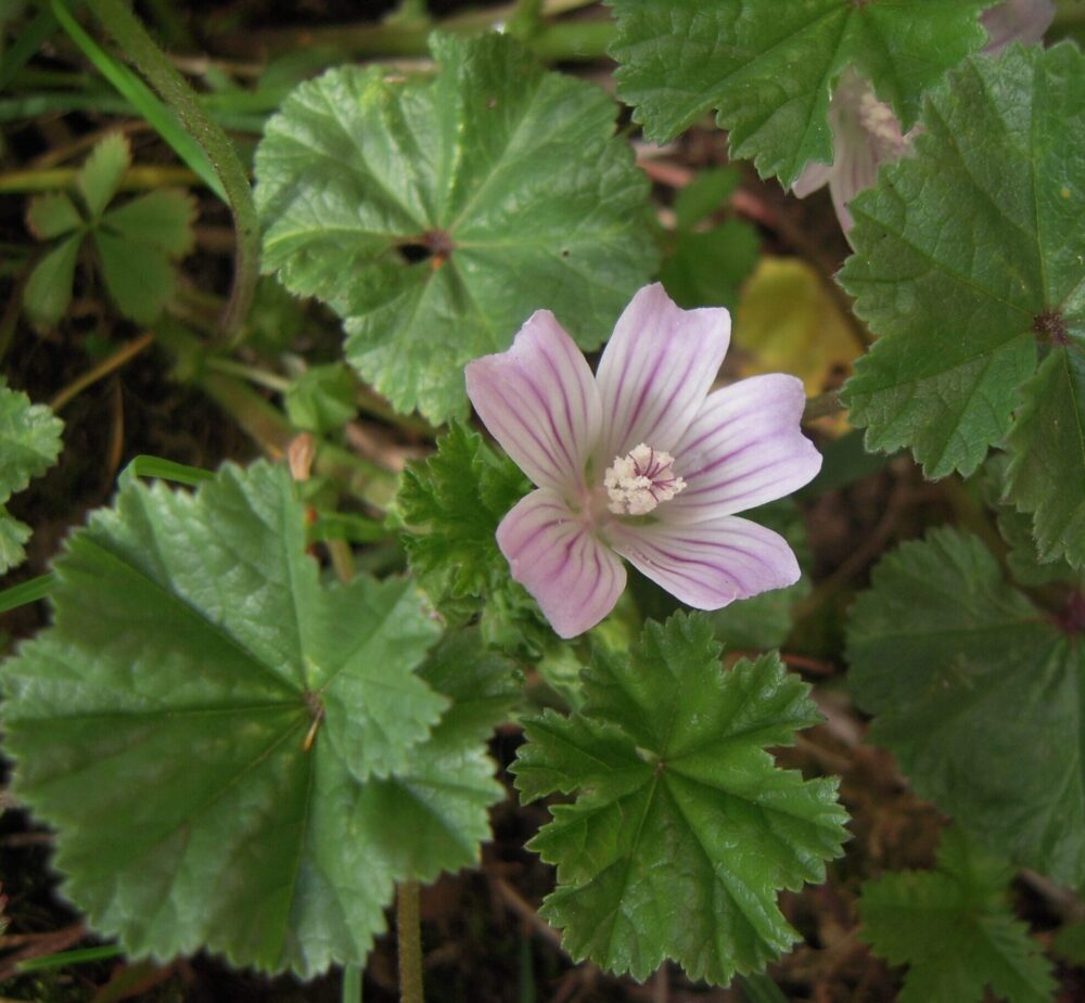 Malva X 100gr