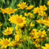 Tintura Madre Arnica "Sabvia" x 60cc