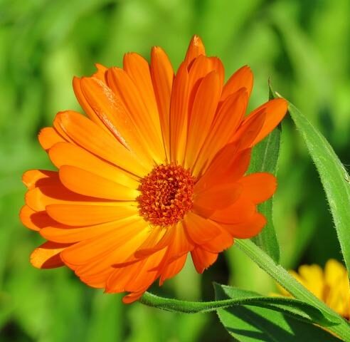 Tintura Madre Calendula "Sabvia"
