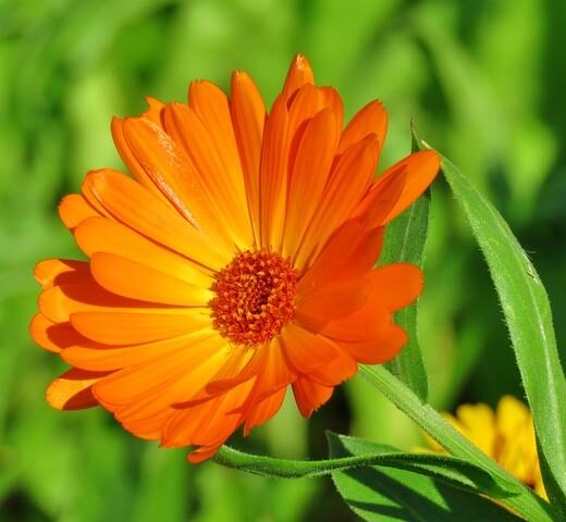 Pomada Calendula Biodinamica "Finca Cosmos" x 30cc
