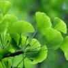 Tintura Madre Ginkgo Biloba "Sabvia"