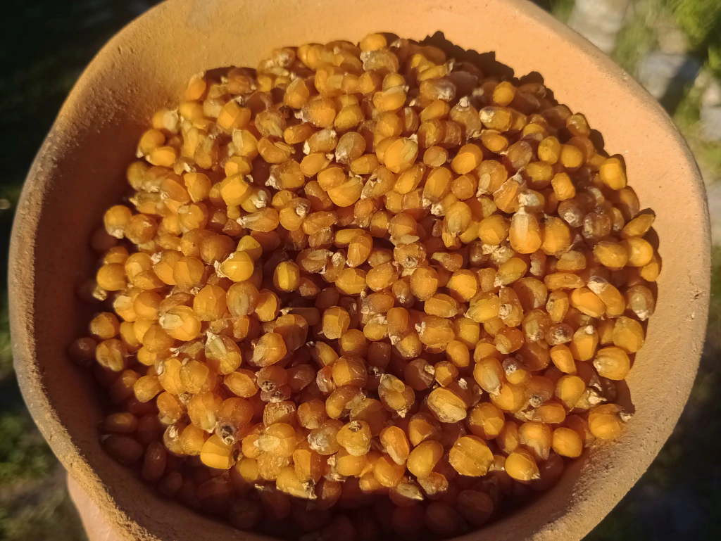 Mote de Maiz Agroecologico Nixtamalizado x 250gr - Imagen 2